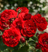 Роза флорибунда Сатчмо, Rosa (F) Satchmo, 7 л, 30-40 см