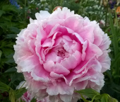 Пион молочноцветковый Сара Бернар Юник (махровый,розовый с оригинальными красными штрихами, 1шт,2-3)