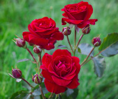 Роза флорибунда Нина Вейбул, 7 л, 30-40 см