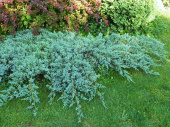 Можжевельник чешуйчатый (Juniperus squamata Blue Carpet C5 35-40)