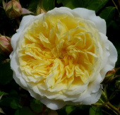 Роза английская Пилигрим C 7, 30-40 см