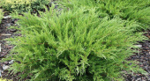 Уценка.Можжевельник средний (Juniperus media Mini Julep) C2 20-25