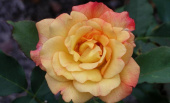 Роза чайно-гибридная Пис, C 7, 30-40 см