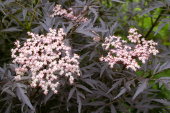 Бузина черная Блэк Лейс, Sambucus nigra, 7,5 л, 30-40 см