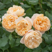 Роза английская Роад Даль,С 7, 20-30 см