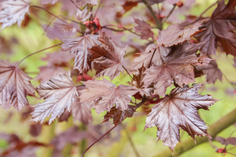 acer-platanoides-royal-red-2978