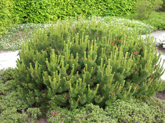 Сосна горная Пумилио, Pinus mugo var. Pumilio, в горшке 3л, 15-20 см
