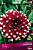 Георгина декоративная Дуэт (тёмно-вишневый с белыми кончиками, 1шт, I)
