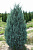 Можжевельник скальный Моонглоу, С 15, 100-120 см
