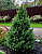 Ель канадская (Picea glauca Conica) 30-40 см, C 2л
