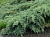 Можжевельник чешуйчатый Блю Капит, С 2, 25-30 см
