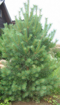 Сосна обыкновенная, Pinus sylvestris, в горшке, 20-25 см