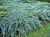 Можжевельник чешуйчатый Блю Карпет, С 2,5, 30-40 см