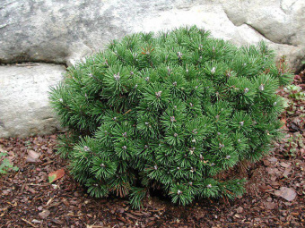 Сосна горная Мини Мопс, Pinus mugo Mini Mops, в горшке 5л, 25-30 см