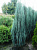 Можжевельник скальный Блю Эрроу, С 2, 60-80 см