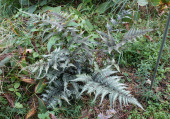 Кочедыжник ниппонский "Pictum", серо-зеленый с фиолетовым центром лист,  h35см, С2