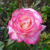 Роза плетистая Хэндель, С 3,5