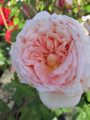Роза флорибунда Амаретто Rosa (F) Amaretto, 7 л