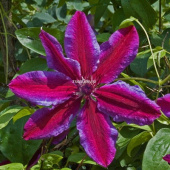 Клематис крупноцветковый Акаиши