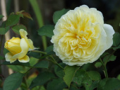 Роза английская Зе Пилигрим, 10 л
