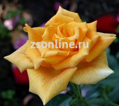 Роза чайно-гибридная Голден Моника, С 2-4