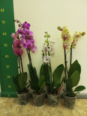 Орхидея Фаленопсис D-12 см