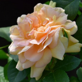 Роза чайно-гибридная Амели Нотом, Rosa (HT) Amelie Nothomb, 10 л