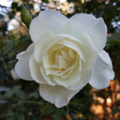 Роза флорибунда Айсберг V 4л (d-18,5, h-21.5) М*