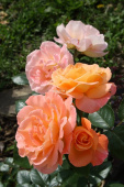 Роза чайно-гибридная Розмари Хагнесс 