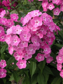 Флокс метельчатый Селена (эффектные темно-розовые цветки с серебристой дымкой, в центре белая звездочка,1шт, I)