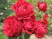 Роза чайно-гибридная Ля Роз де Катрэ Вен, C 7, 30-40 см