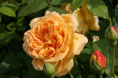 Роза английская парковая Голден Селебрейшен, 10 л