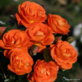 Роза флорибунда Манго, Rosa (F) Mango 7 л 30-40см