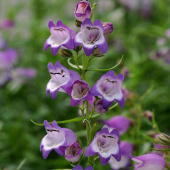 Пенстемон Carillo Purple, зеленый лист, лиловый, С 1, 60 см