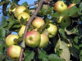Яблоня карликовая Осеннее низкорослое (цветная коробка)