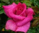 Роза чайно-гибридная Пёпл Бьюти 