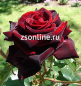 Роза чайно-гибридная Черная Магия, С 3,5