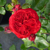 Роза Ред Леонардо да Винчи, 7 л, 30-40 см