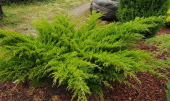 Можжевельник средний (Juniperus media Mint Julep) 15-20 см, C 1л