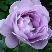 Роза чайно-гибридная Генри Идланд 