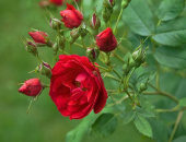 Роза канадская парковая Аделаида Худлес, С 3,5