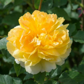 Роза английская Молинью, Rosa (S) Molineux, 7 л,