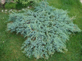 Можжевельник чешуйчатый (Juniperus squamata Blue Swede C2 30+)