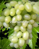 Виноград плодовый Аркадия