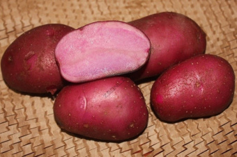 Картофель семенной Сюрприз