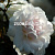 Роза почвопокровная Сноуфилд V 3,5л