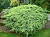 Можжевельник чешуйчатый (Juniperus sqamata Holger) 45-55 см, C 5л