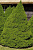 Ель сизая (Picea glauca Conica) C3 45-60