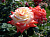 Роза чайно-гибридная Императрица Фара, С 3,5