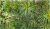 Сосна кедровая европейская, Р 9, 20 см 